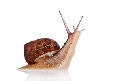 Garden snail looking up isolated on a white background